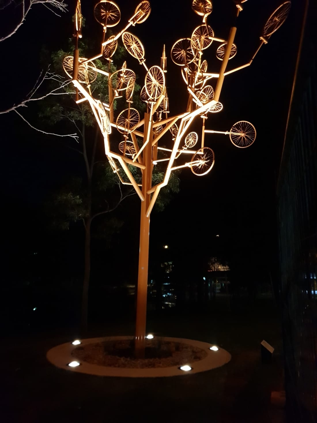 Illuminated TreeCycle bicycle tree art feature with uplighting at Blackmore Oval